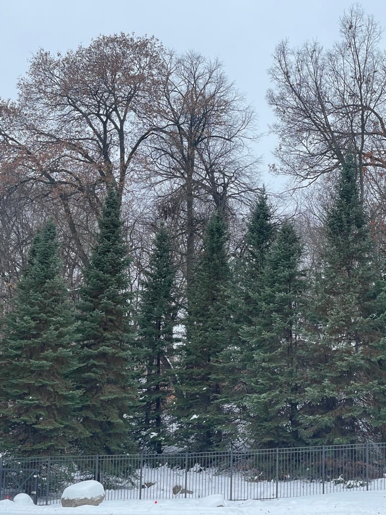 Snow falling over evergreen trees through a window.